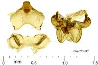Scythris terrenella