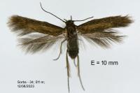 Scythris terrenella