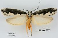 Ethmia bipunctella