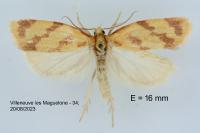 Clepsis pallidana