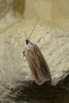 Agonopterix umbellana