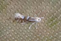 Phyllonorycter