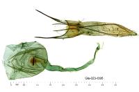 Ypsolopha nemorella