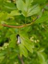 Adela reaumurella