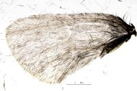 Epichnopterix sieboldii