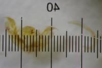 Stenoptilia pterodactyla