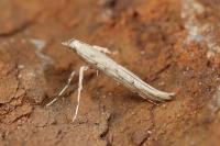 Povolnya leucapennella