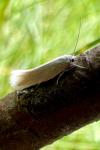 Elachista argentella