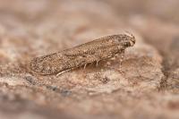 Scrobipalpa obsoletella