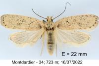 Agonopterix atomella