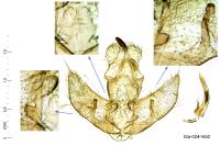 Agonopterix carduncelli