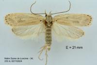 Agonopterix carduncelli