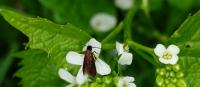 Cauchas rufimitrella