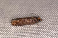 Gravitarmata margarotana