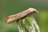Cochylimorpha decolorella