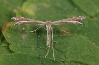 Gypsochares bigoti