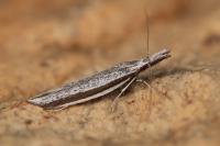 Pleurota ericella