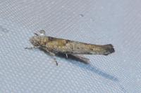 Zelleria oleastrella