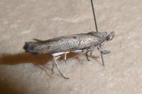 Zelleria oleastrella