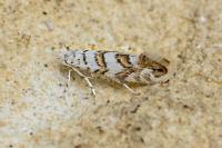 Phyllonorycter acerifoliella