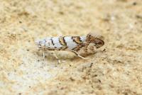 Phyllonorycter acerifoliella