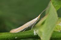 Coleophora oriolella