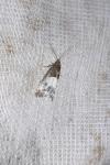 Notocelia cynosbatella