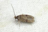 Agonopterix purpurea