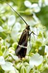 Adela australis