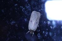 Agonopterix subpropinquella