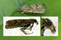 Dichrorampha
