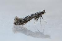 Parornix devoniella
