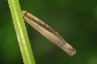 Coleophora solitariella