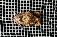 Ditula angustiorana