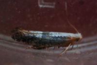 Argyresthia spinosella