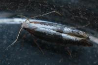 Argyresthia spinosella