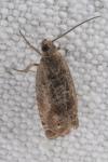 Cydia gr. succedana