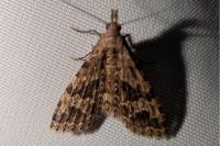 Alucita hexadactyla