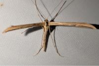 Emmelina monodactyla