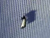 Adela reaumurella