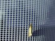 Nematopogon