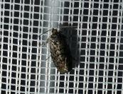 Gravitarmata margarotana