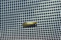 Nematopogon