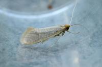 Nematopogon