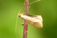 Nematopogon