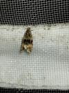 Celypha lacunana