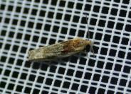 Eucosma
