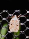 Agonopterix arenella