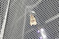 Celypha lacunana