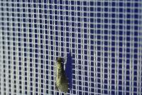 Nematopogon